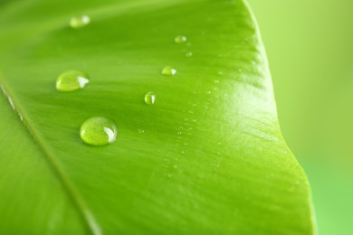 Photo of Green leaf with dew drops on blurred background, closeup