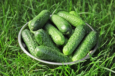 Photo of Bowl with fresh cucumbers on green grass