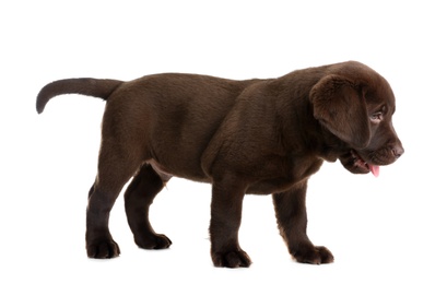 Photo of Chocolate Labrador Retriever puppy on white background