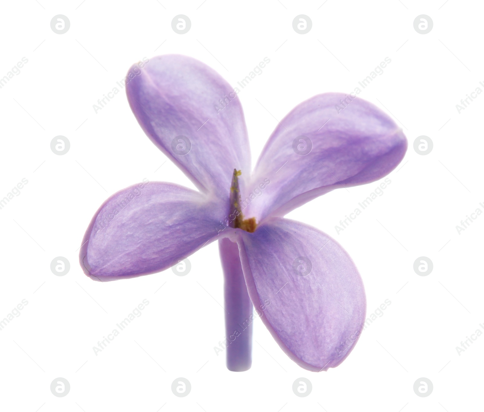 Photo of Beautiful purple lilac flower on white background