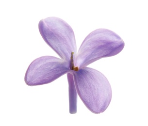 Beautiful purple lilac flower on white background