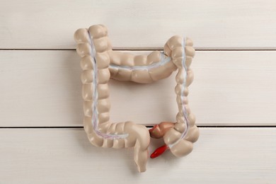 Human colon model on white wooden table, top view