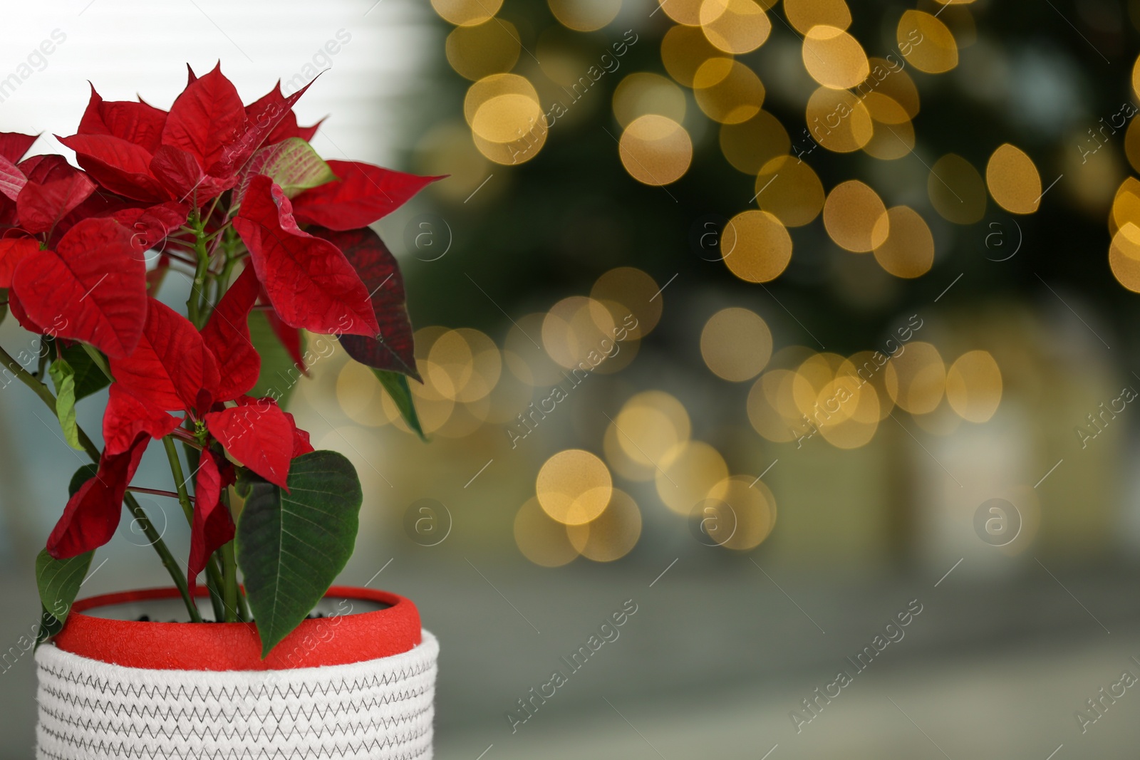 Photo of Potted poinsettia in decorated room, closeup and space for text. Christmas traditional flower