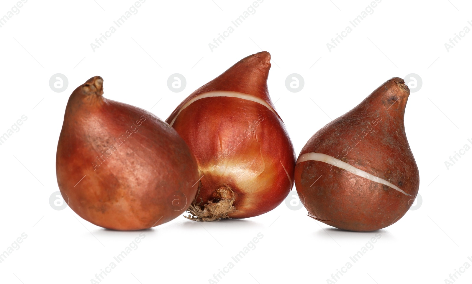 Photo of Tulip bulbs on white background. Gardening season