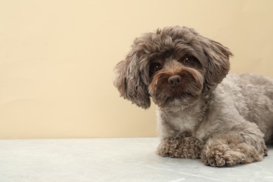 Photo of Cute Maltipoo dog on grey table against beige background, space for text. Lovely pet
