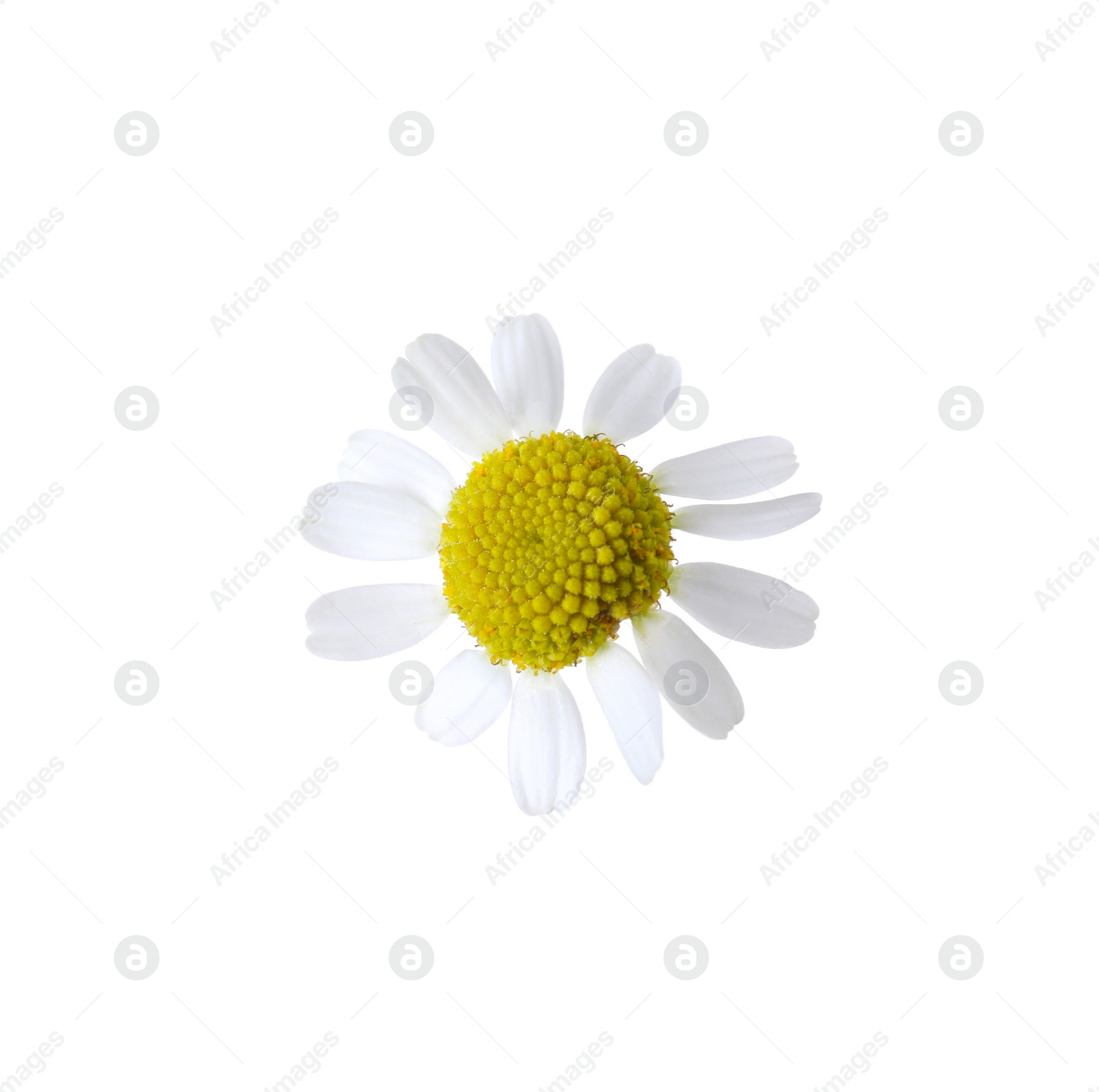 Photo of Beautiful small chamomile flower isolated on white