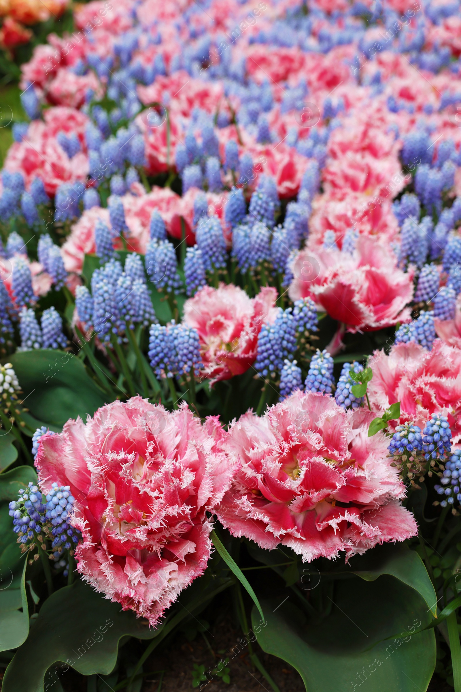 Photo of Many beautiful tulip and muscari flowers growing outdoors, closeup. Spring season