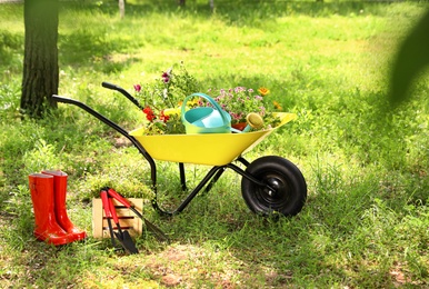 Photo of Wheelbarrow with gardening tools and flowers on grass outside