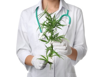 Doctor holding plant of medical hemp on white background, closeup