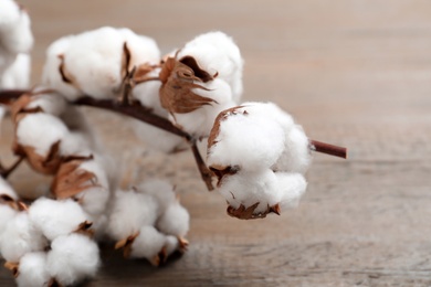 Photo of Fluffy cotton flowers on wooden background, closeup
