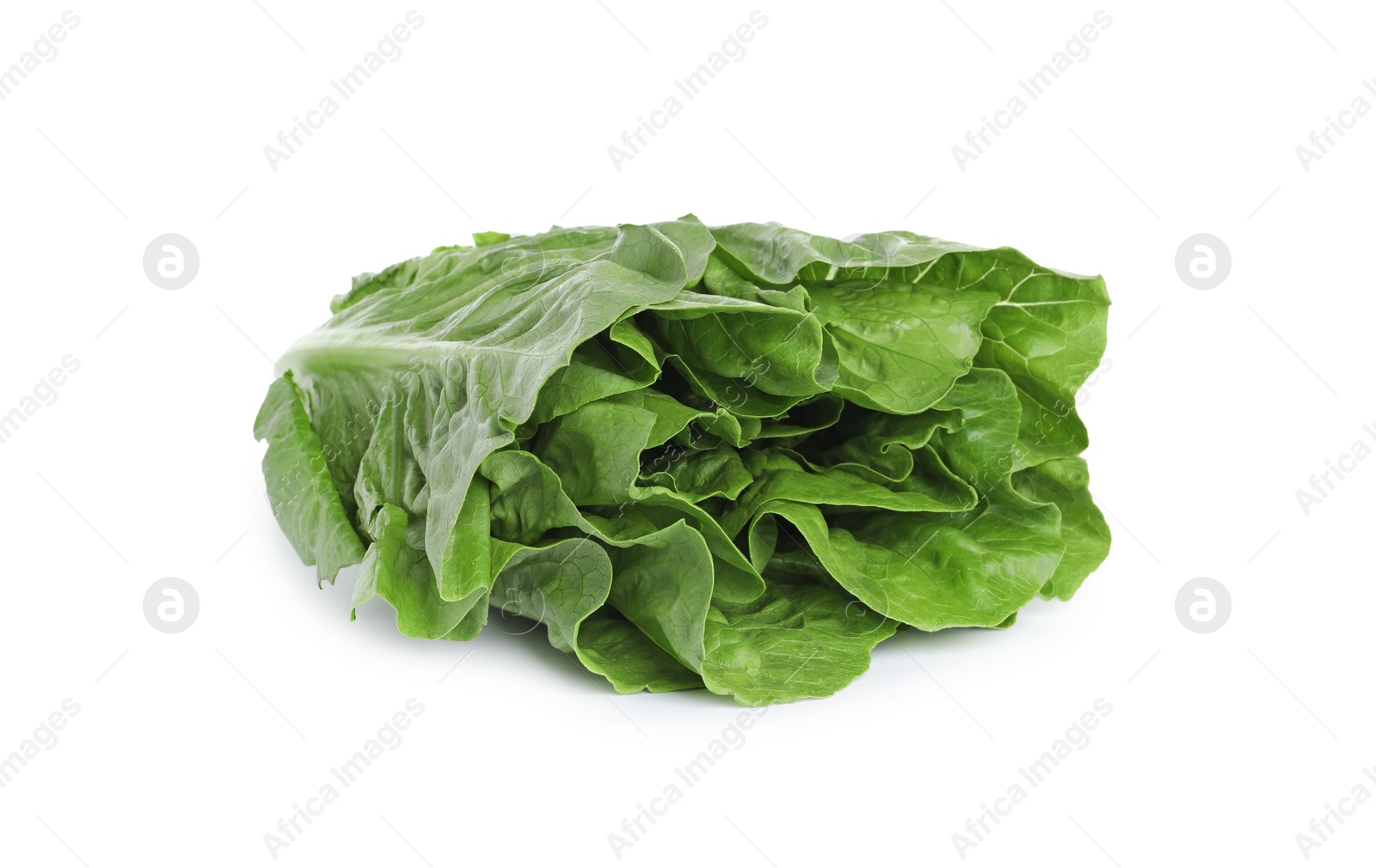 Photo of Fresh green romaine lettuce isolated on white