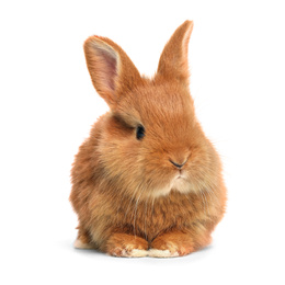 Adorable fluffy Easter bunny on white background