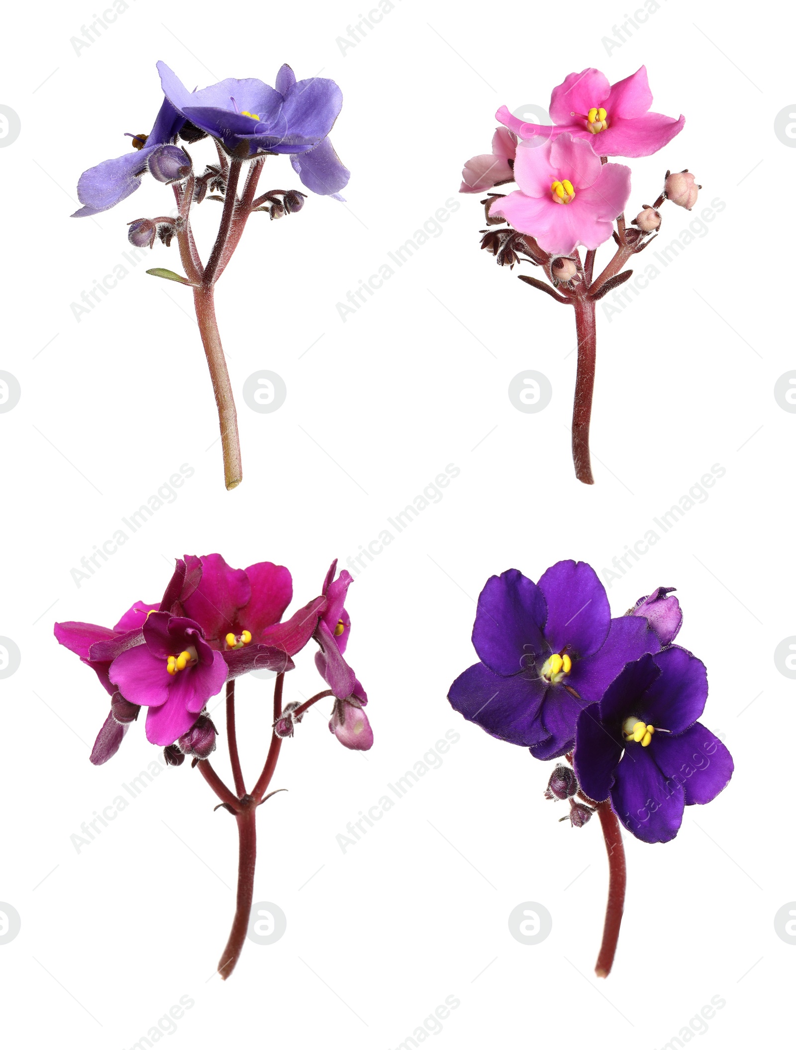 Image of Set with beautiful violet flowers on white background