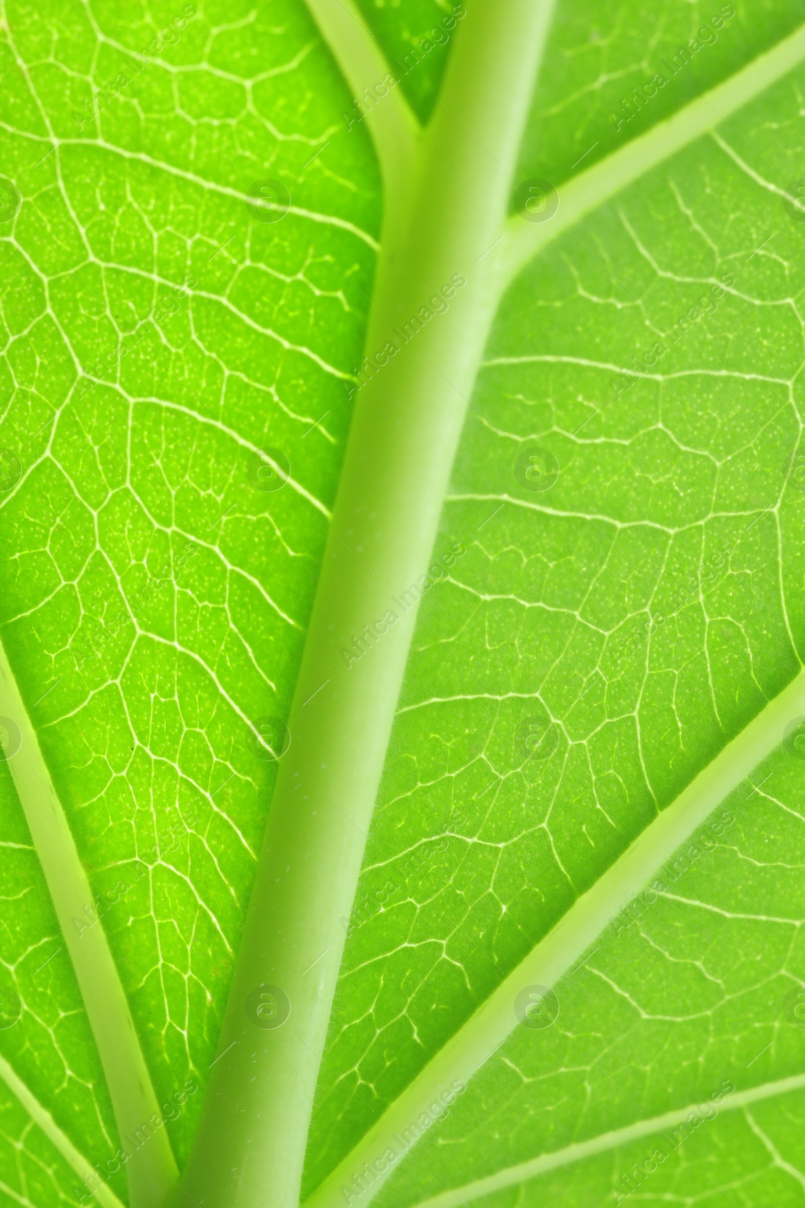 Photo of Macro photo of green leaf as background, top view