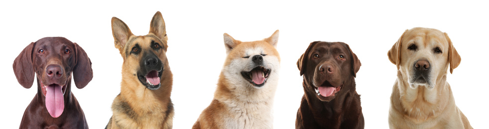 Image of Collage with different dogs on white background. Banner design