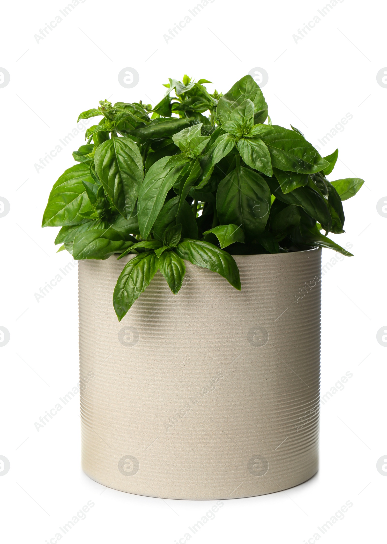 Photo of Lush green basil in pot isolated on white