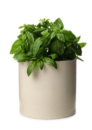 Photo of Lush green basil in pot isolated on white