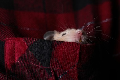 Photo of Cute little hamster in pocket of red flannel shirt, closeup