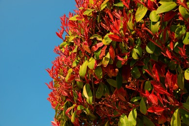 Photo of Photinia tree with green and red leaves on sunny day