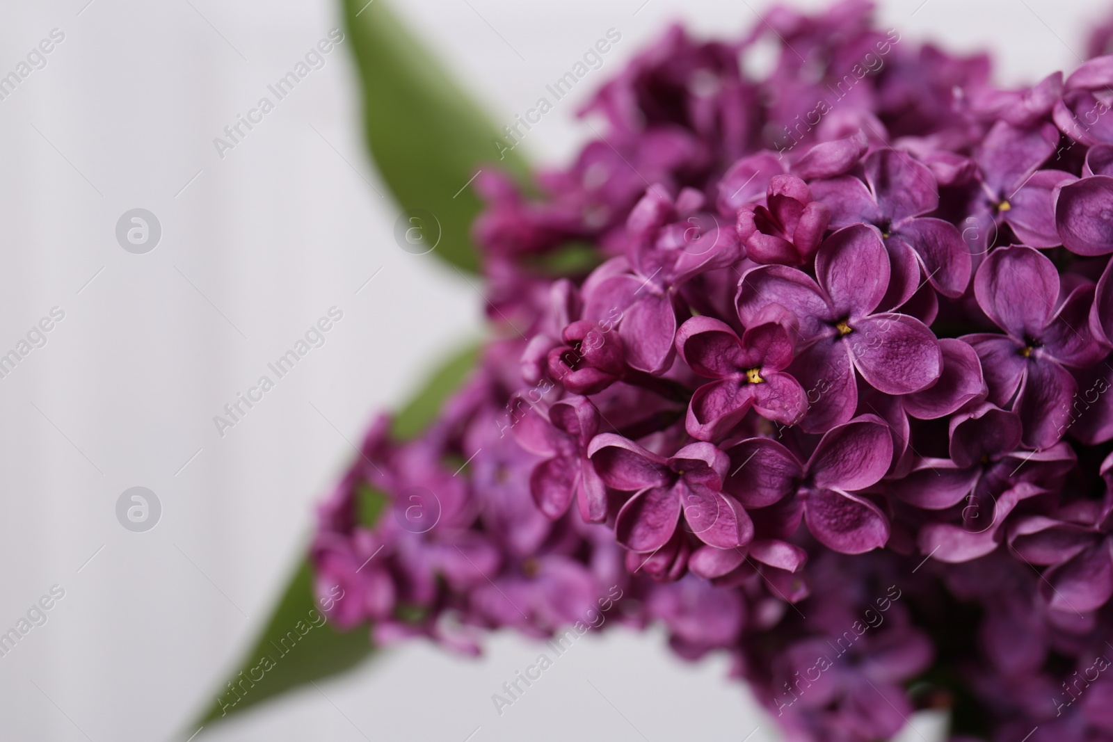 Photo of Beautiful blooming lilac flowers against blurred background, closeup. Space for text