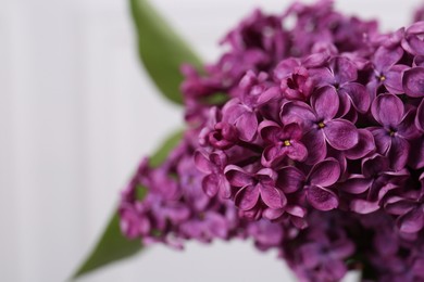 Beautiful blooming lilac flowers against blurred background, closeup. Space for text