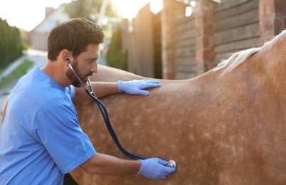 Veterinarian listening to horse with stethoscope outdoors. Pet care