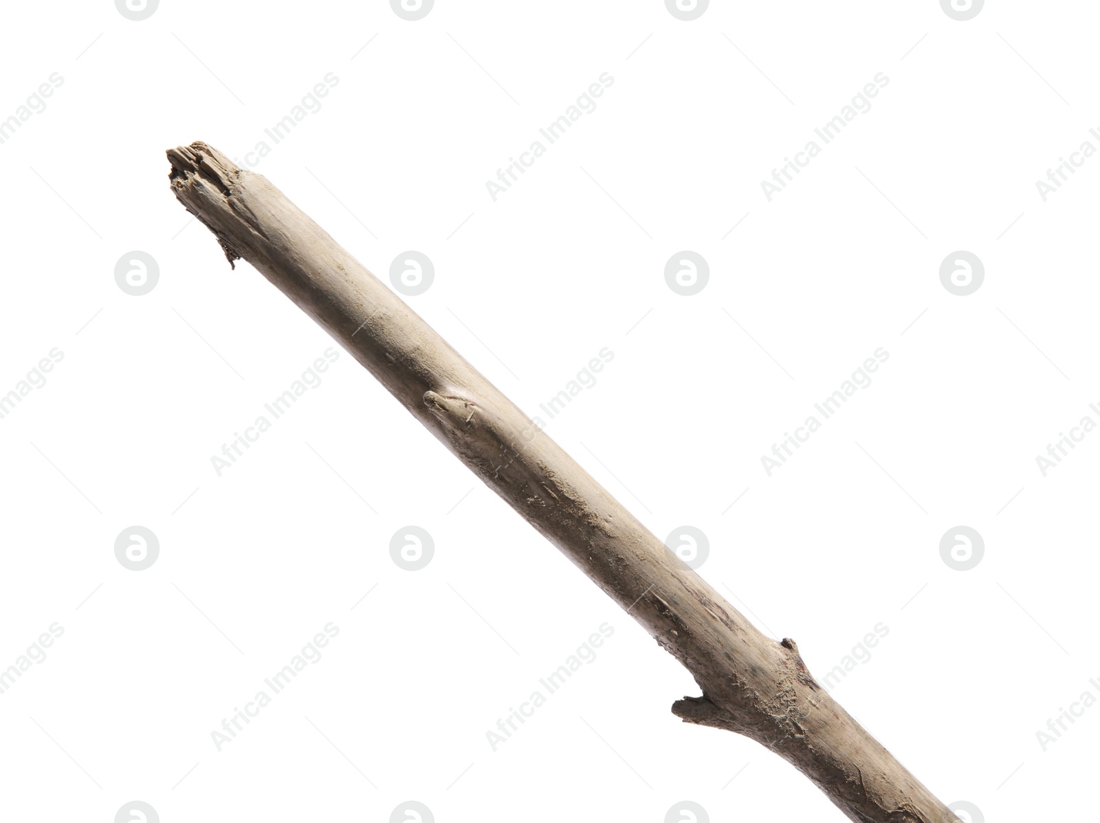 Photo of Old dry tree branch isolated on white