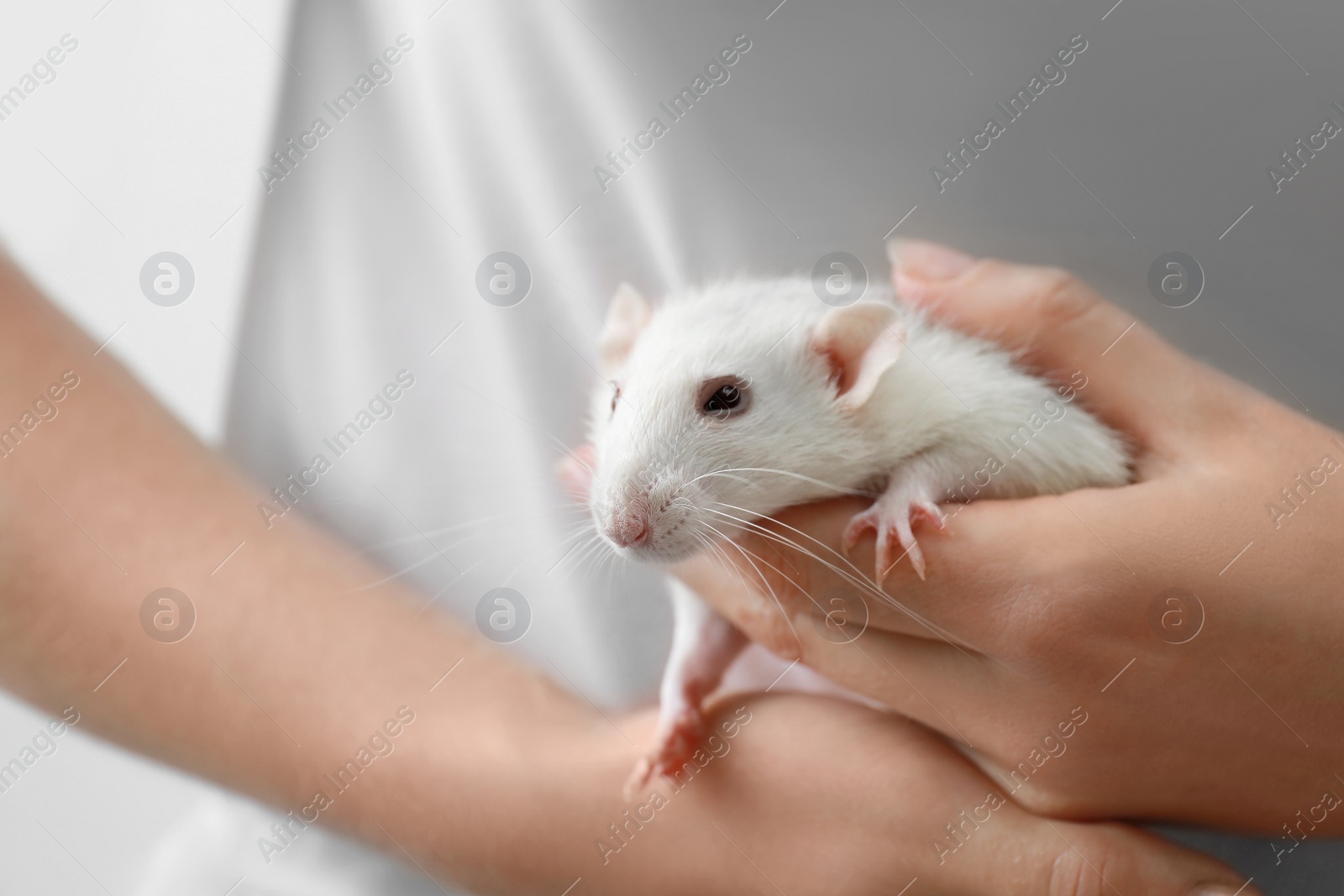 Photo of Young woman holding cute small rat, closeup