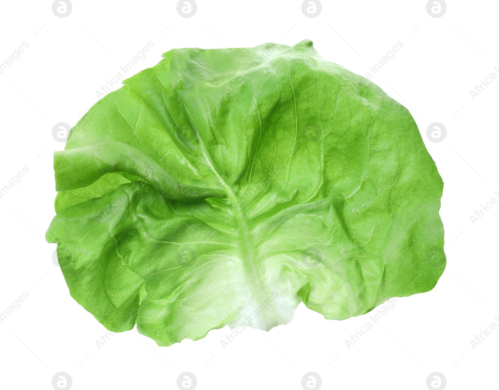 Photo of Fresh leaf of green butter lettuce isolated on white