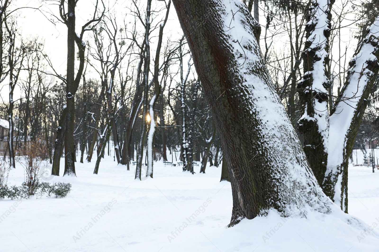 Photo of Sunbeams shining through trees in snowy park