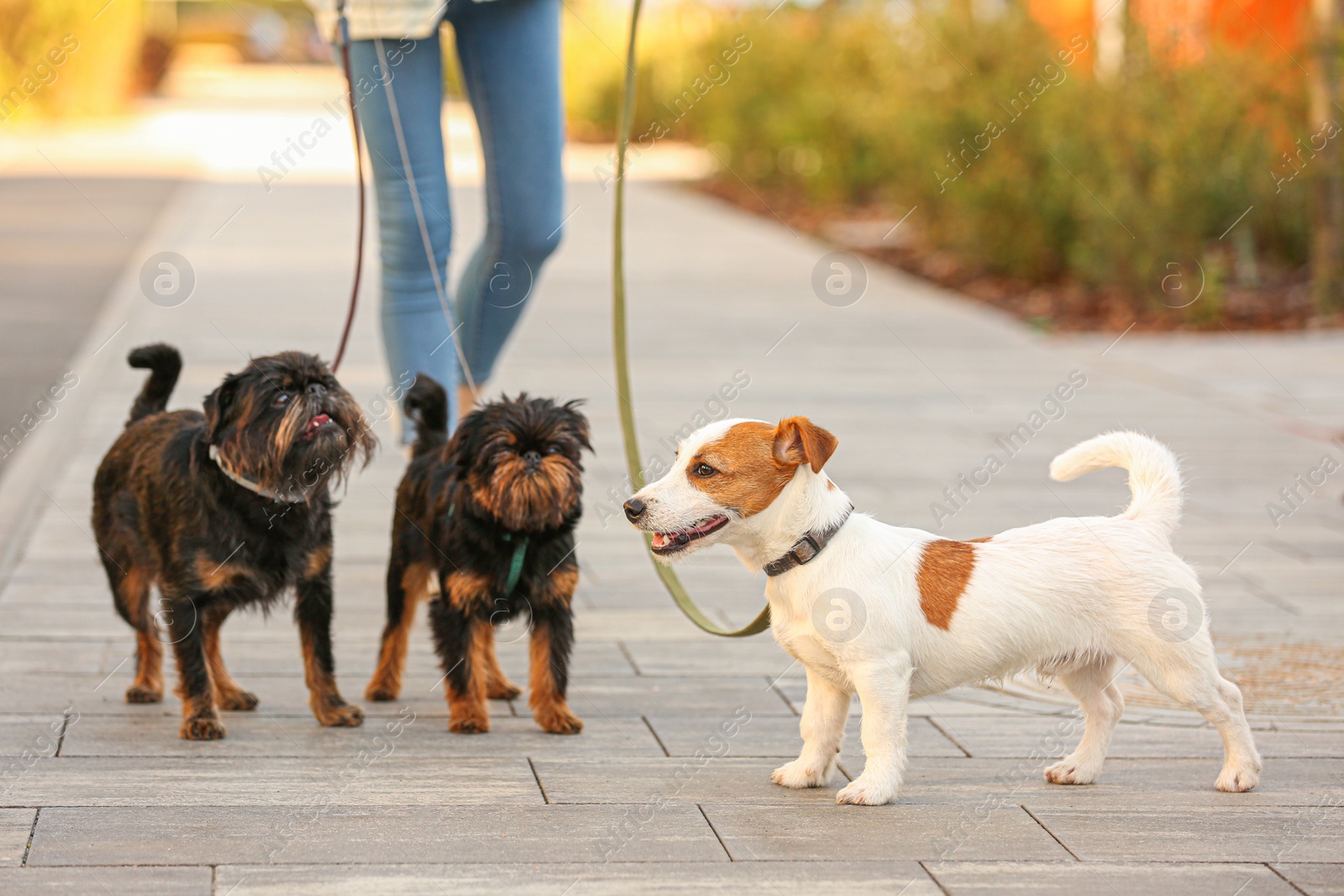 Photo of Woman walking Jack Russell Terrier and Brussels Griffon dogs in park