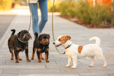 Woman walking Jack Russell Terrier and Brussels Griffon dogs in park