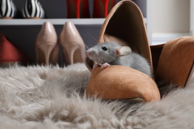Photo of Cute grey rat in female shoe on fuzzy rug indoors. Space for text