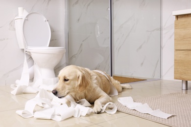 Photo of Cute Golden Labrador Retriever playing with toilet paper in bathroom