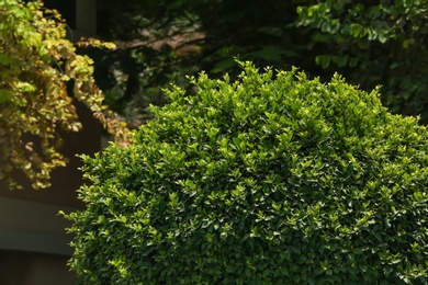 Photo of Green plant at tropical resort on sunny day