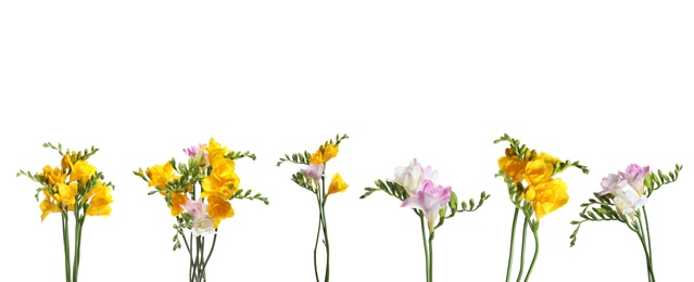 Image of Set of yellow and pink freesia flowers on white background, banner design