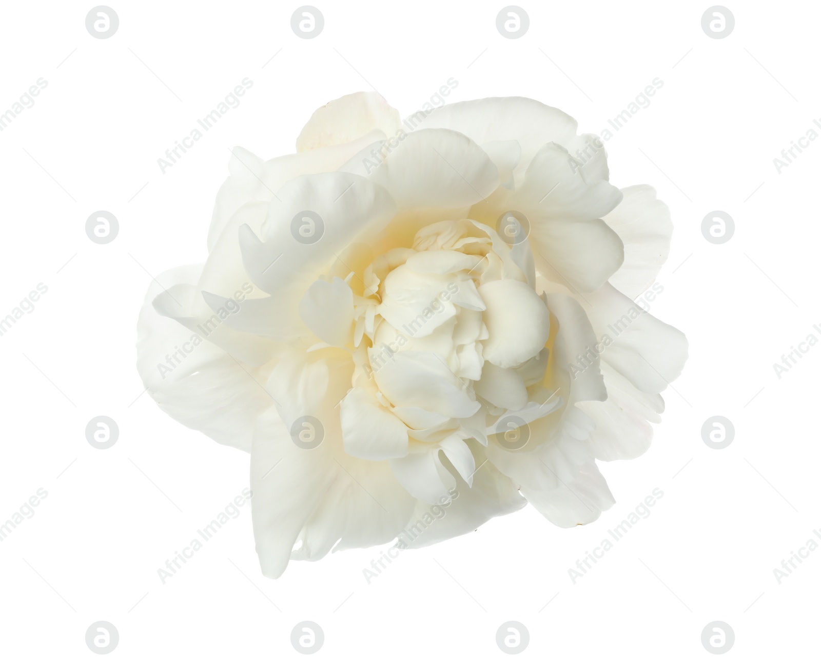 Photo of Beautiful fragrant peony flower isolated on white