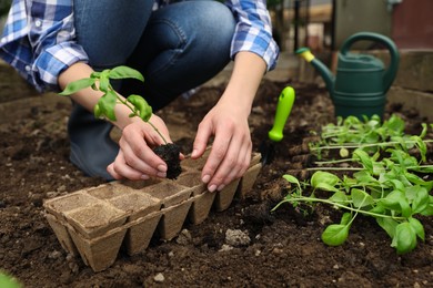 Photo of Woman transplanting seedling from container in soil outdoors, closeup