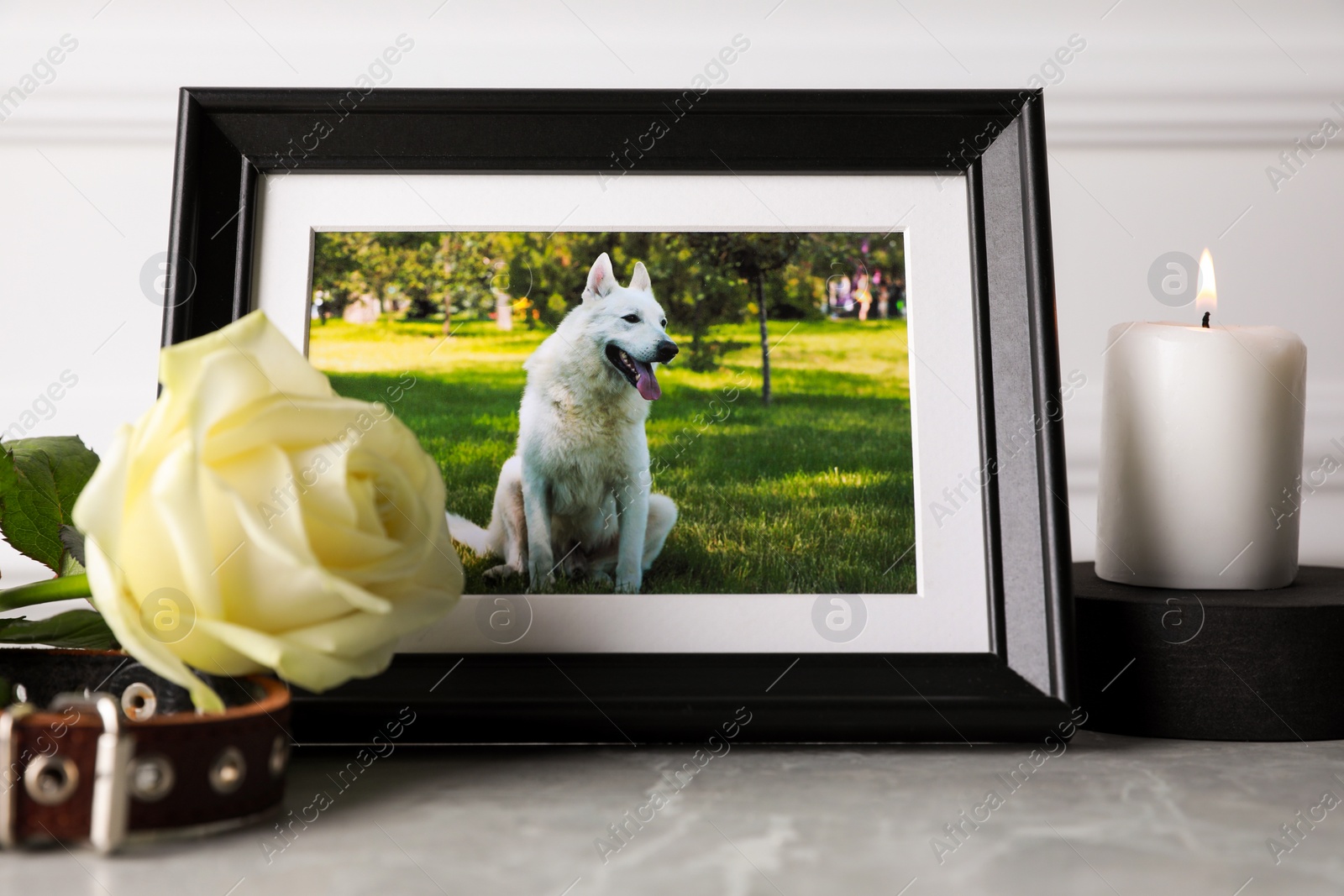 Photo of Frame with picture of dog, collar, burning candle and rose flower on light grey table. Pet funeral