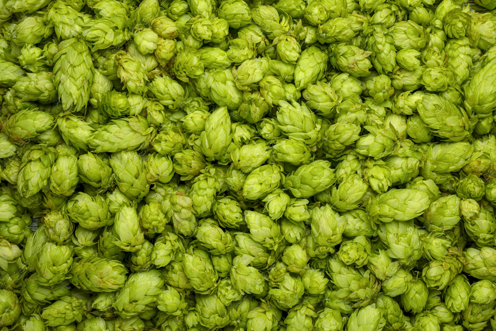 Photo of Fresh green hops as background, top view