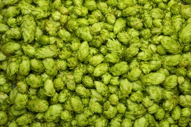 Fresh green hops as background, top view