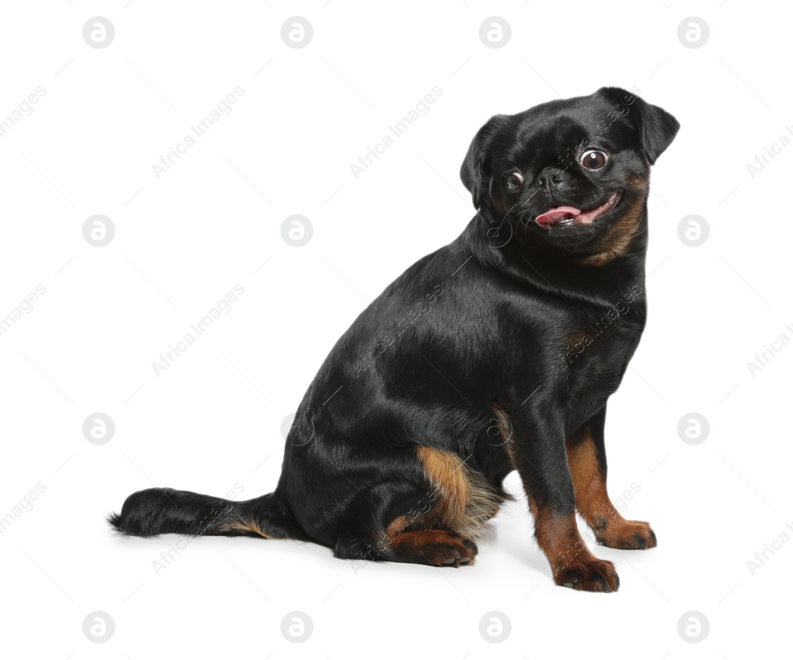 Photo of Adorable black Petit Brabancon dog sitting on white background