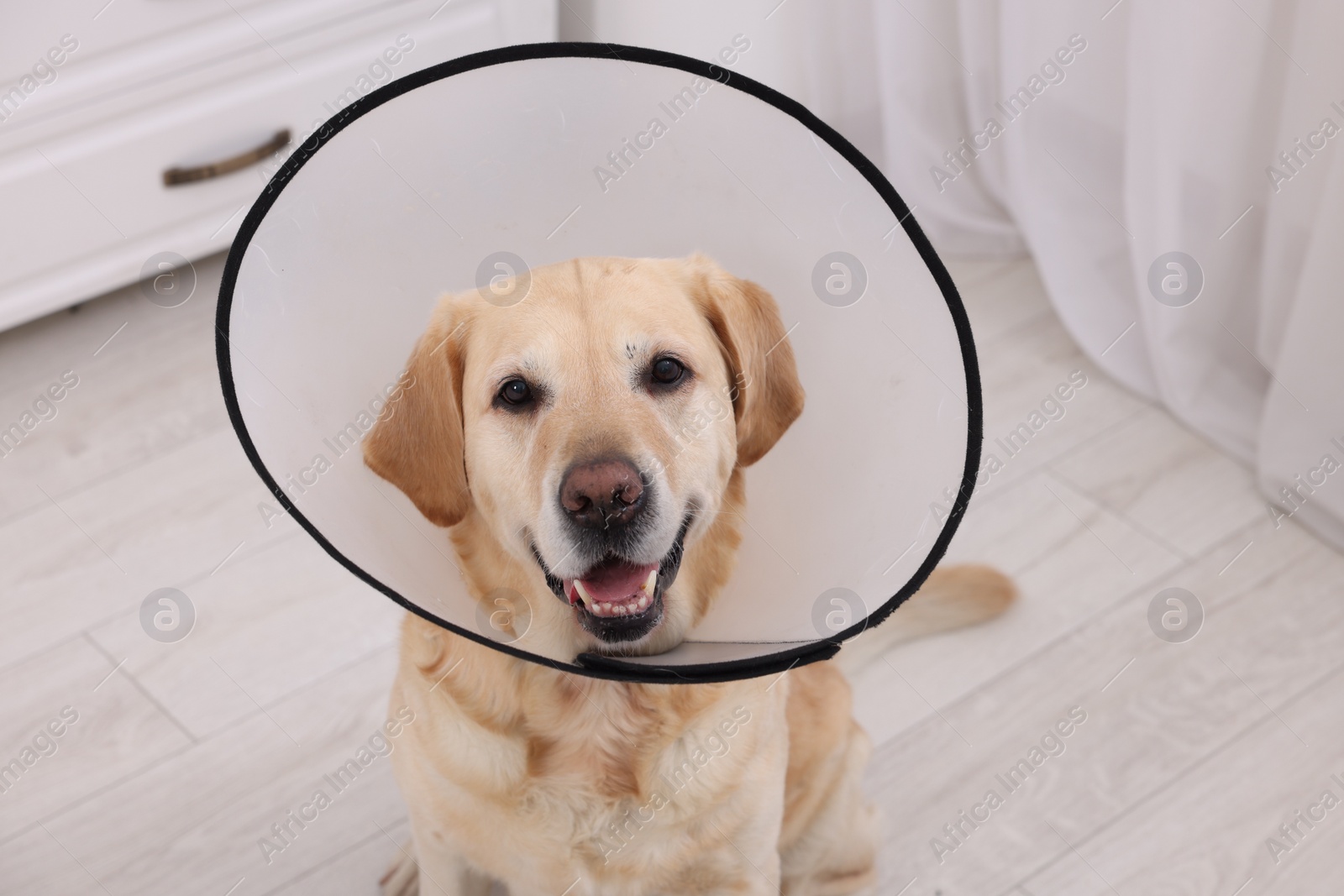 Photo of Cute Labrador Retriever with protective cone collar in room, above view