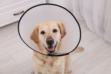 Cute Labrador Retriever with protective cone collar in room, above view