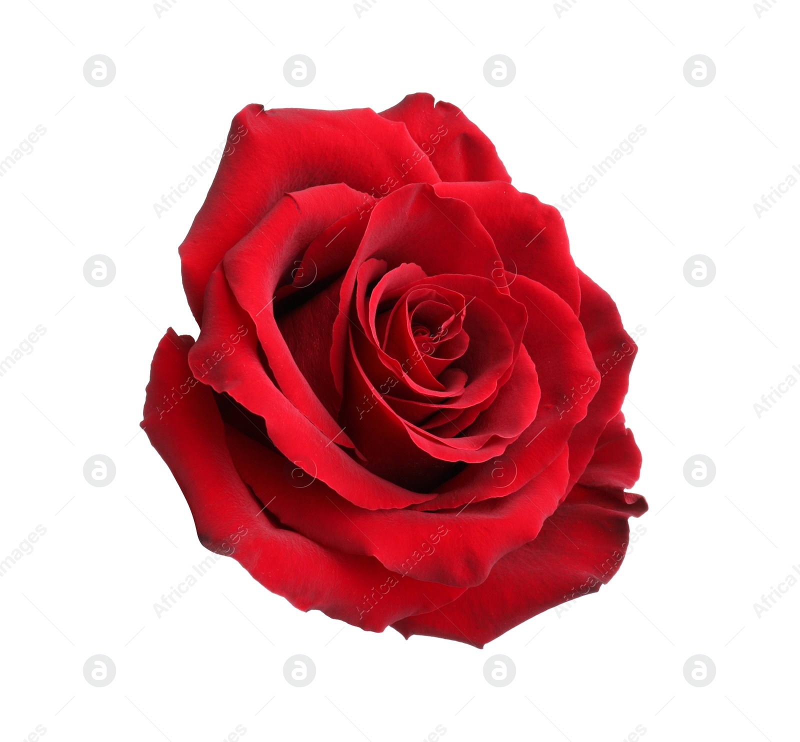 Photo of Beautiful fresh red rose isolated on white