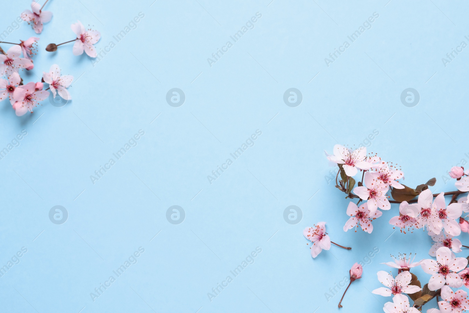 Photo of Beautiful spring tree blossoms on light blue background, flat lay. Space for text