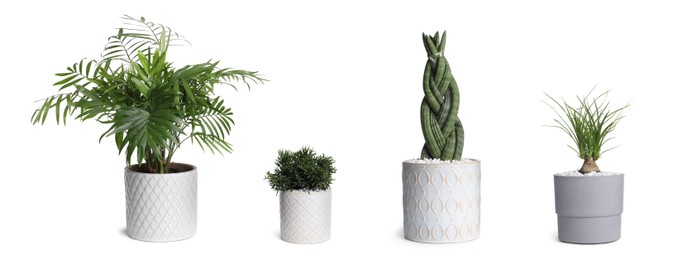 Set with different beautiful houseplants on white background. Banner design