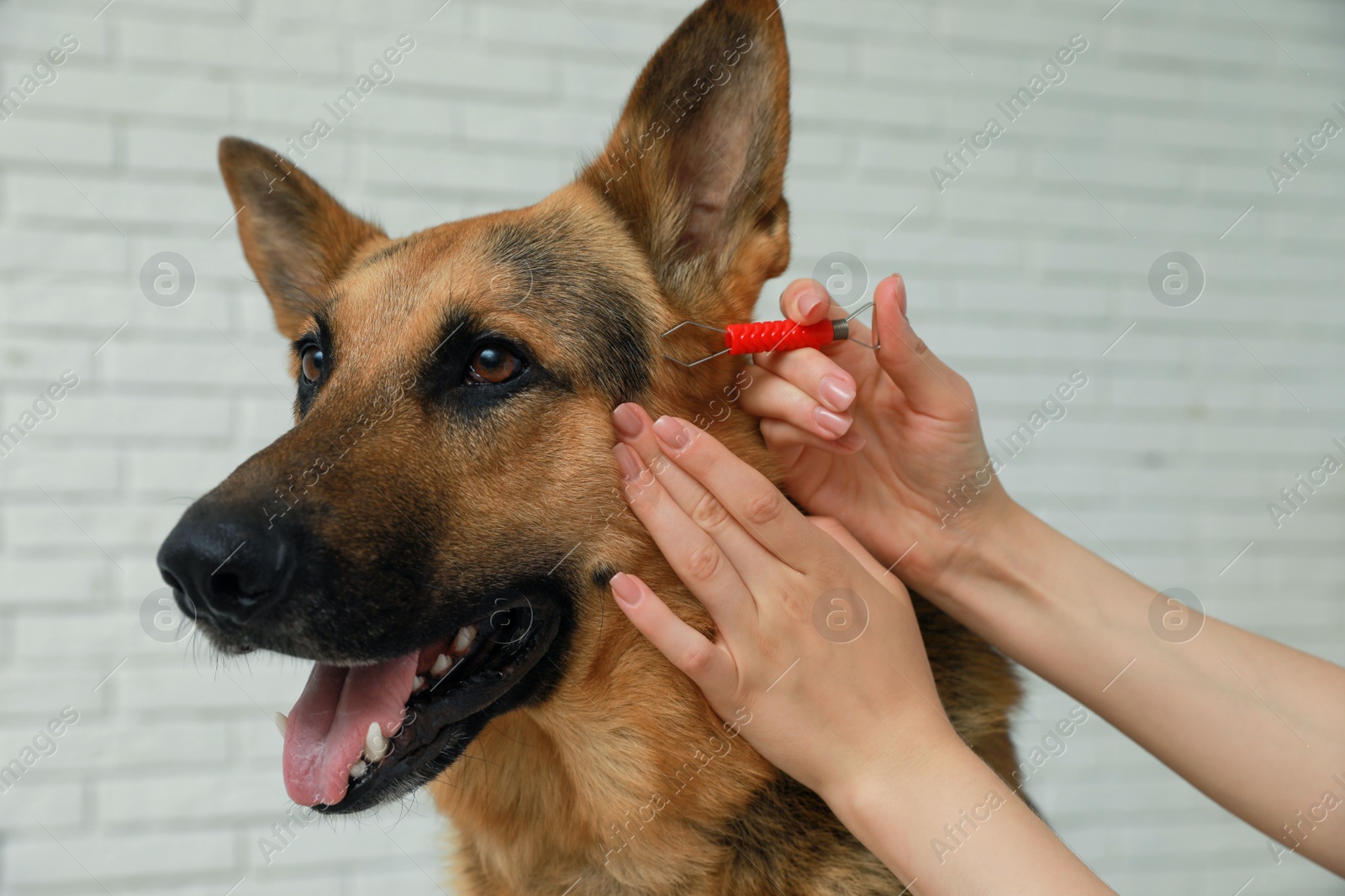 Photo of Woman taking ticks off dog indoors, closeup