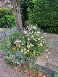 Photo of Different blooming flowers and tree on city street