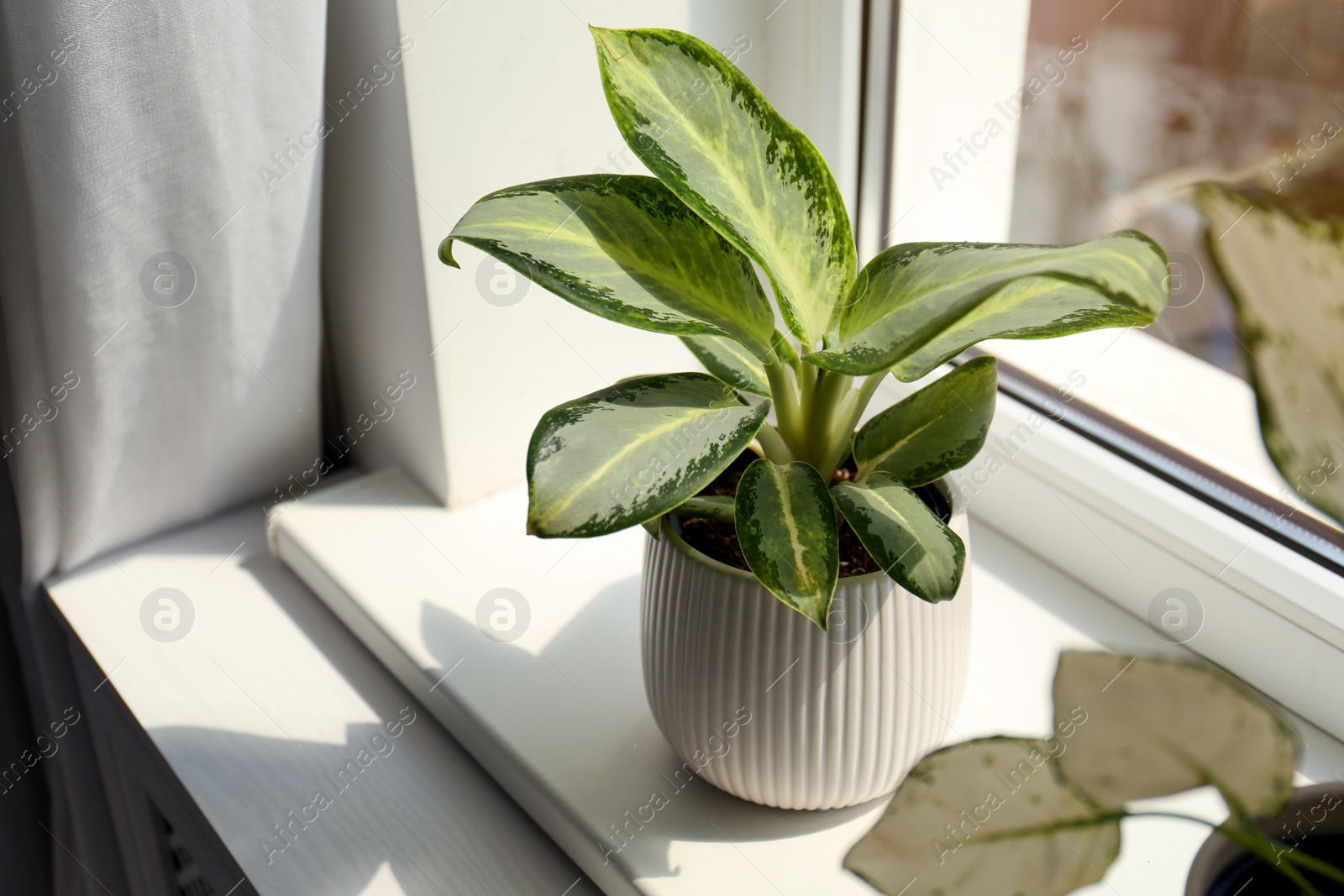 Photo of Exotic houseplants with beautiful leaves on window sill at home